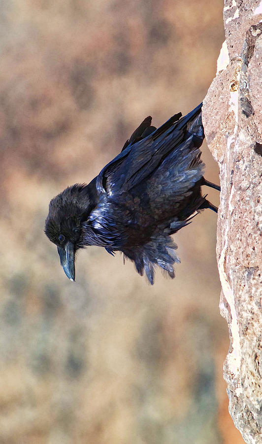 Windblown Raven - Phone Case Design Photograph by Gregory Scott