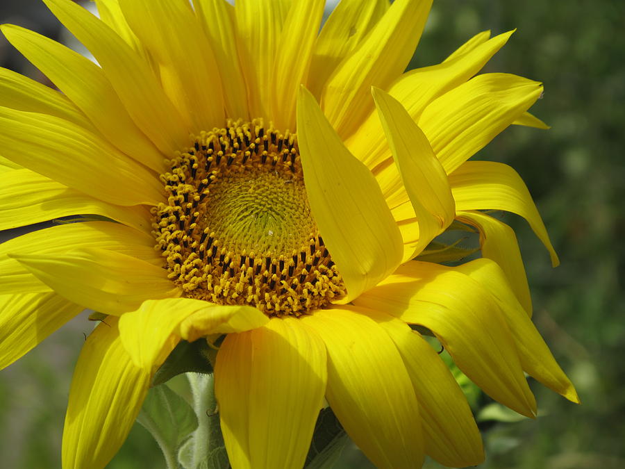 Windblown Sunflower One Photograph by Barbara McDevitt