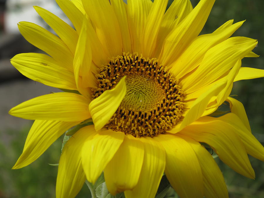 Windblown Sunflower Three Photograph by Barbara McDevitt