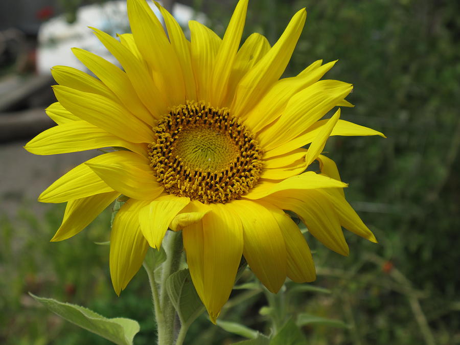 Windblown Sunflower Two Photograph by Barbara McDevitt
