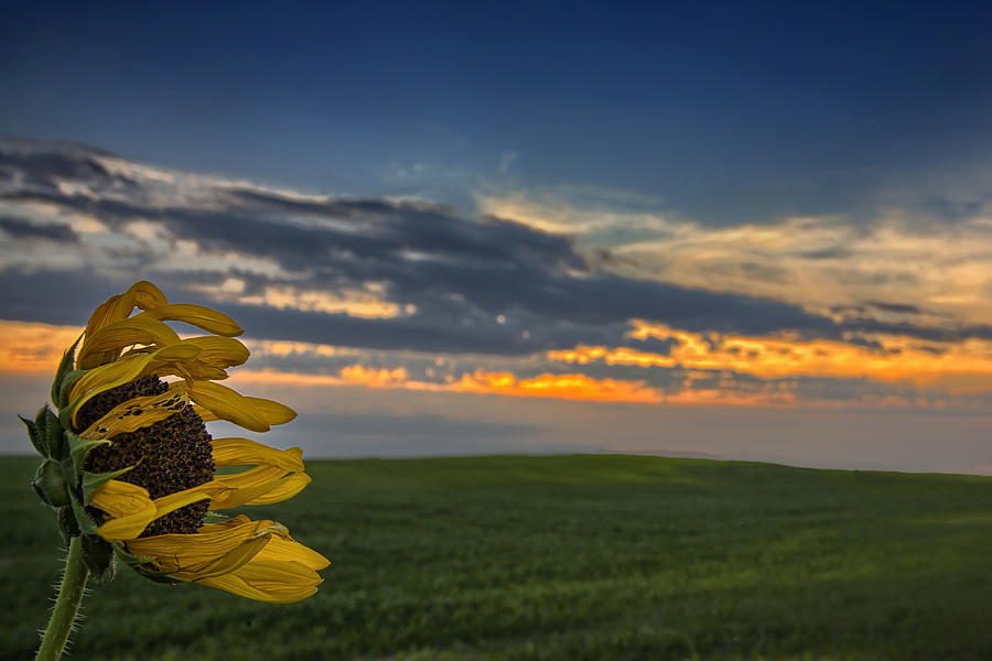 Sunflower Photograph - Windblown by Thomas Zimmerman