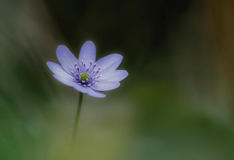 Flower Photograph - Windflower by Lotte Gr?nkj?r