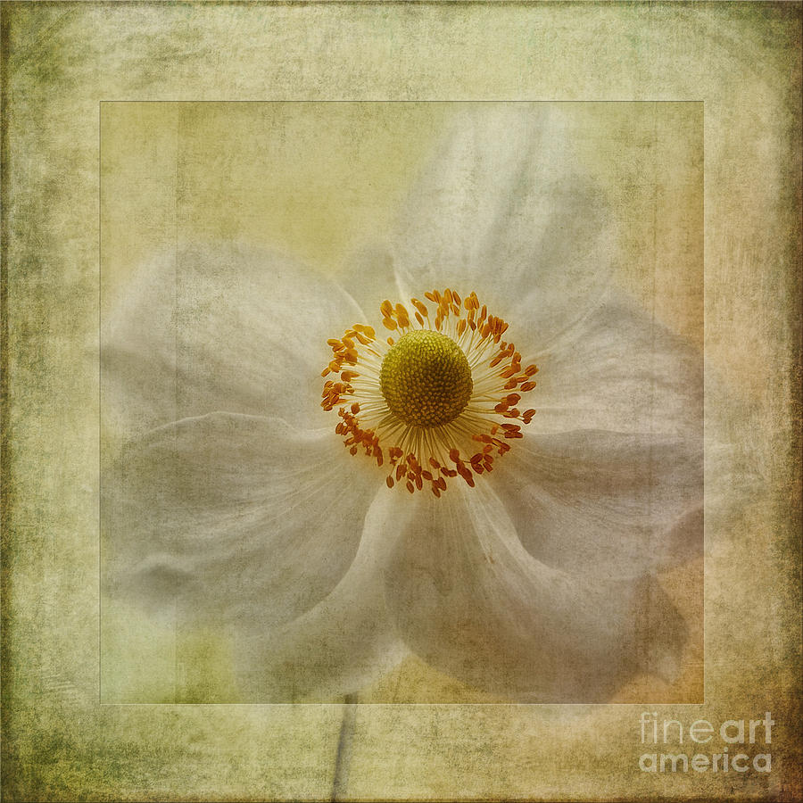 Abstract Photograph - Windflower Textures by John Edwards