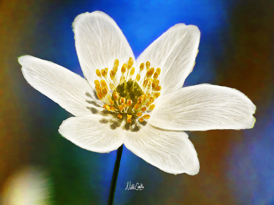 Flower Digital Art - Windflower Whispers by Nikki Marie Smith