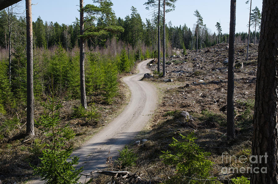 Summer Photograph - Winding forest dirt road by Kennerth and Birgitta Kullman