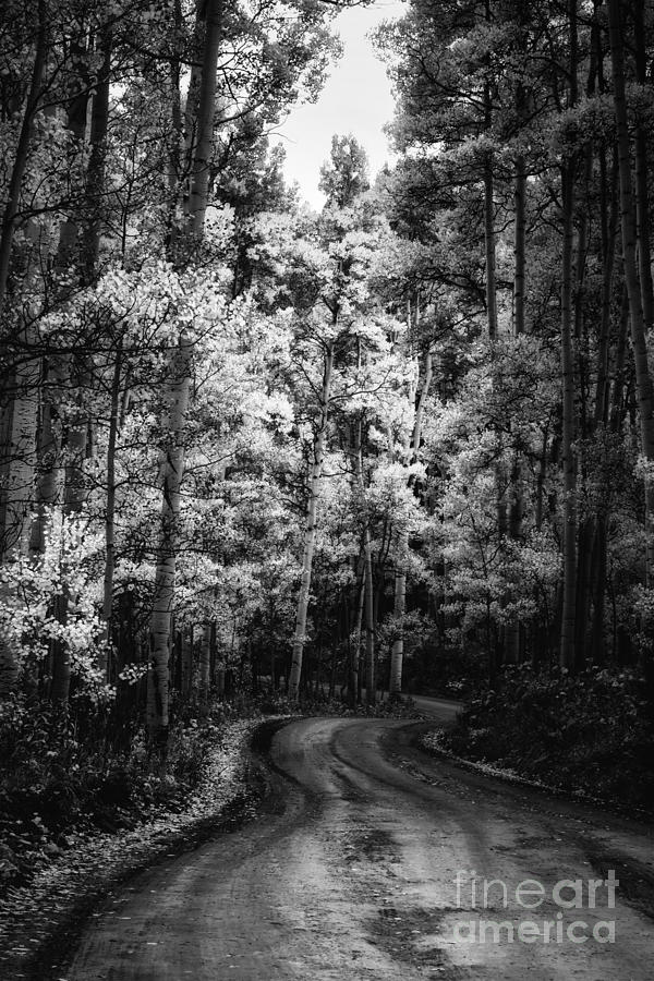 Winding Forest Road Photograph by The Forests Edge Photography - Diane Sandoval