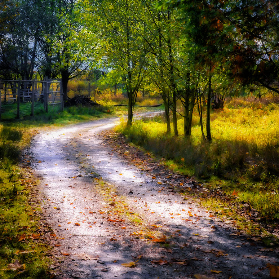 Winding Path in Autumn Photograph by Marion McCristall