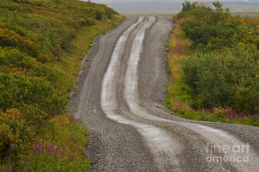 Winding Road, Denali National Park Photograph by Ron Sanford