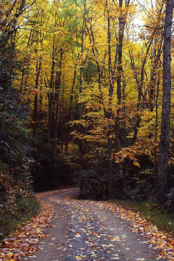 Winding Road - Fall Color Photograph by Harold Rau