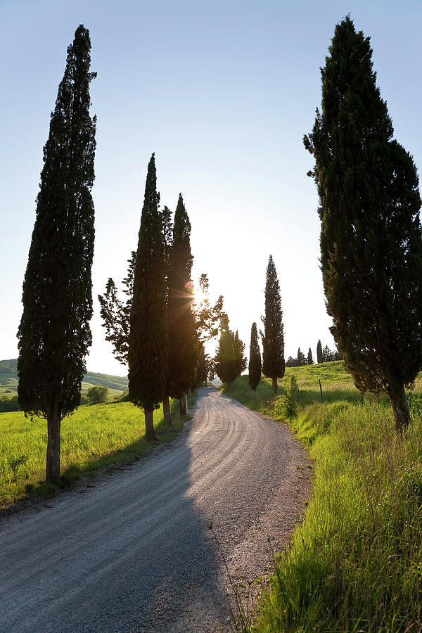 Tree Photograph - Winding Road, Tuscany, Italy by Peter Adams