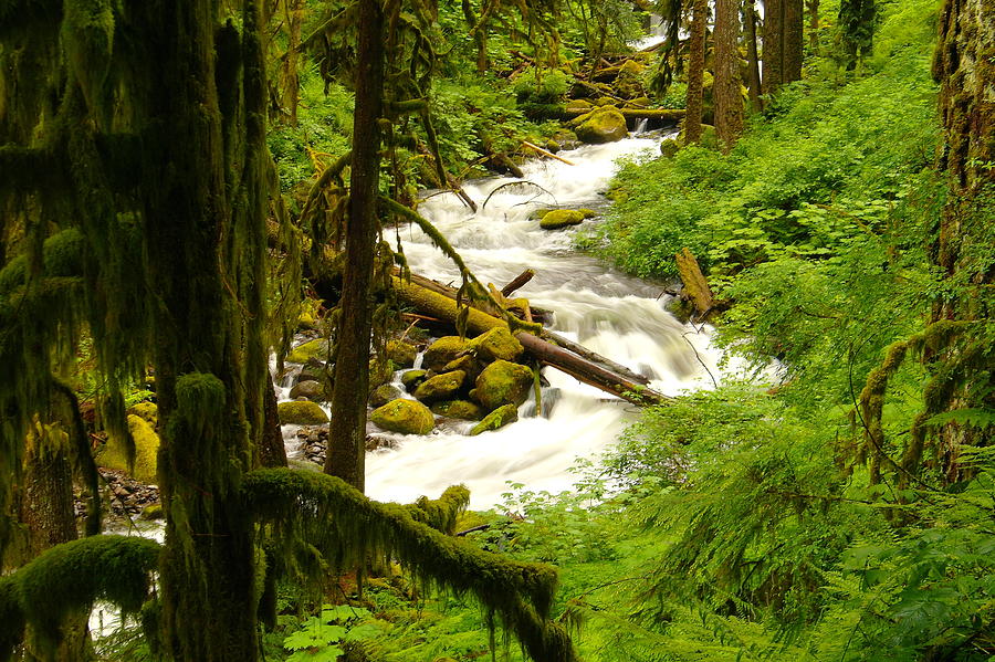 Winding Through The Rain Forest Photograph by Jeff Swan - Fine Art America