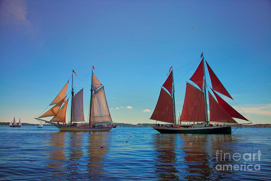 Windjammers  at a Maine Harbor Photograph by Nicola Fiscarelli