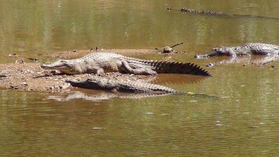 Windjana Crocodiles Photograph by John Mathews