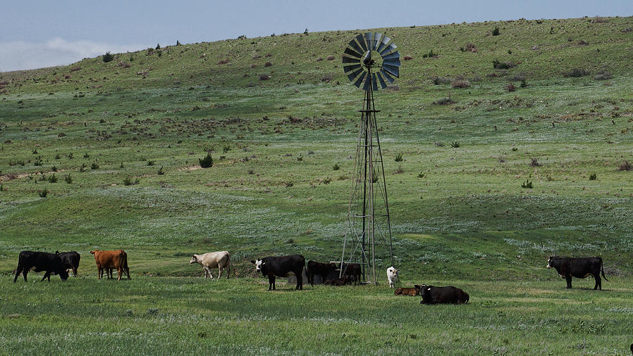 Windmill and Cattle Photograph by Alan Hutchins