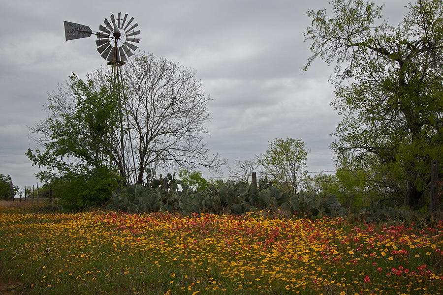Windmill and Wild Flowers Photograph by Ronnie Prcin