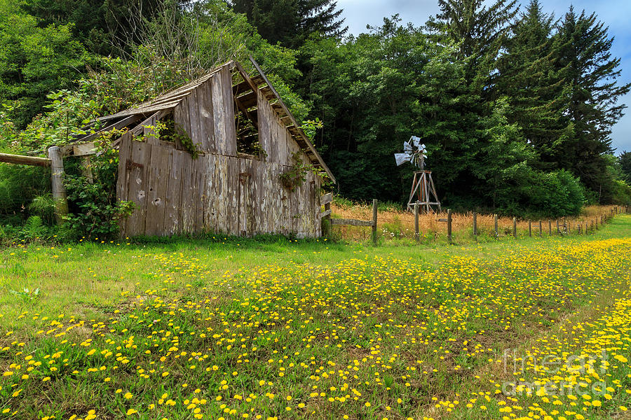 Windmill Flowers And A Barn Photograph by James Eddy