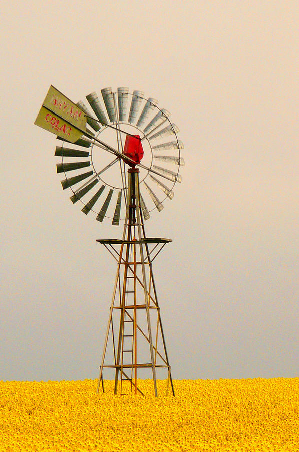 Windmill In Canola Photograph by Claire Hull