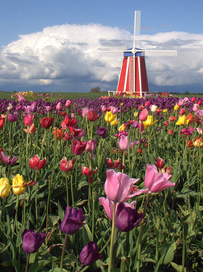 Windmill in the Tulips Photograph by Suzy Piatt