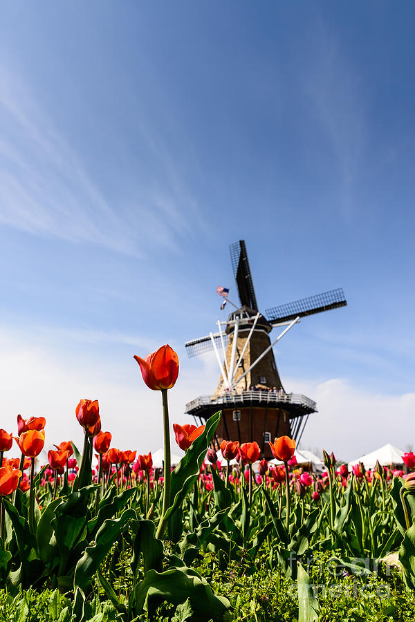 Flower Photograph - Windmill Island Gardens by Patrick Shupert