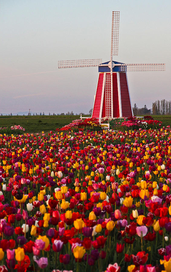 Windmill of Flowers Photograph by Athena Mckinzie