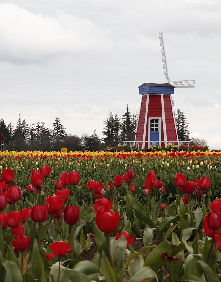 Tulip Photograph - Windmill Red Tulips by Athena Mckinzie
