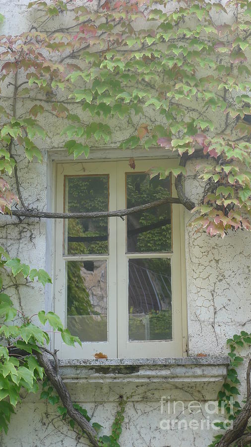 Window and Ivy II Photograph by Nora Boghossian