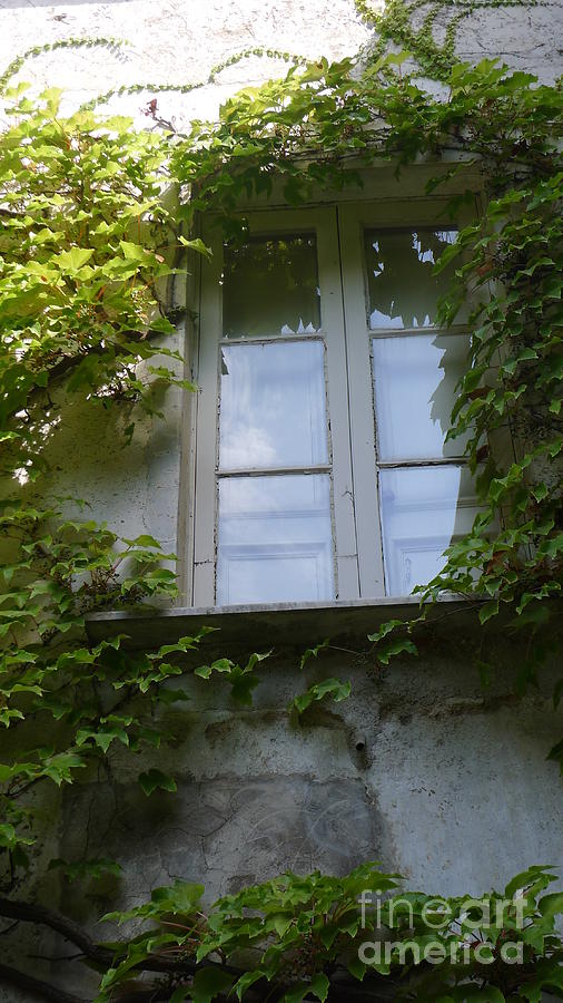 Window and Ivy Photograph by Nora Boghossian