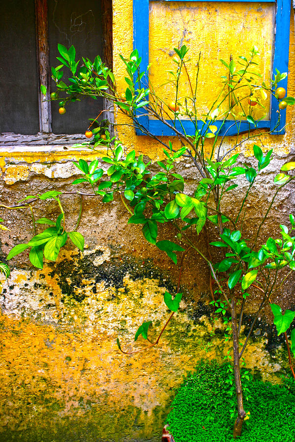 Window and Orange Tree Antigua Guatemala Photograph by Lee Vanderwalker ...