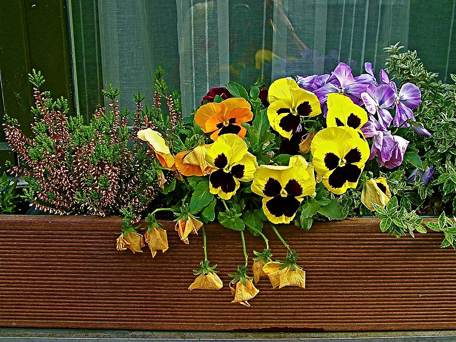 Window Box Flowers in Nijmegan-Netherlands Photograph by Ruth Hager