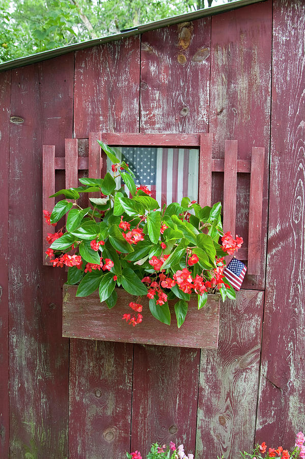 Flower Photograph - Window Box Planter With Red Dragon Wing by Richard and Susan Day