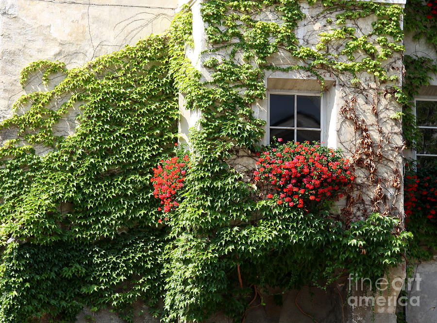 Window Box With Geranium Photograph by Christiane Schulze Art And Photography