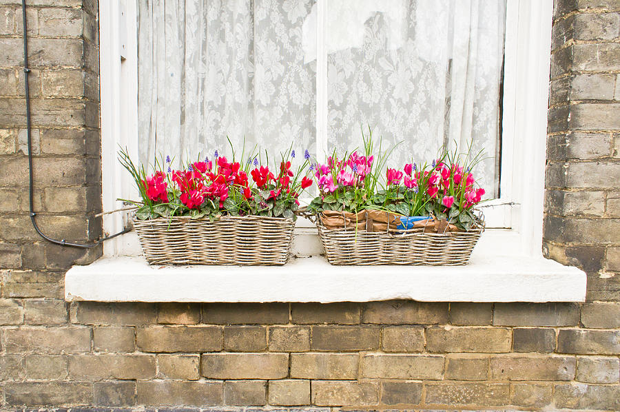 Easter Photograph - Window boxes by Tom Gowanlock