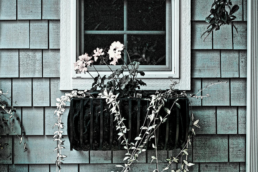 Window Dresser Photograph by Bonnie Bruno