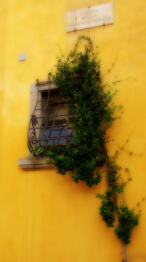 Window in Florence Photograph by Caroline Stella