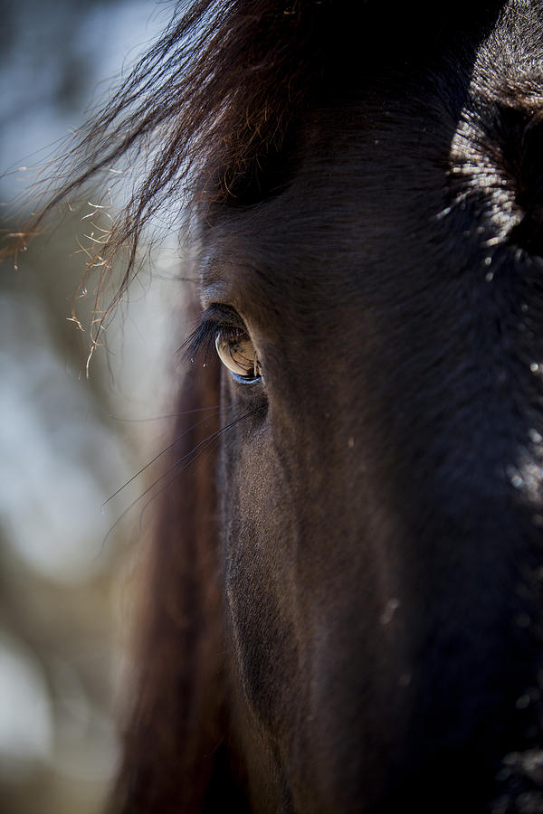 Horse Photograph - Window Into the Gentle Giants Soul by Amber Kresge