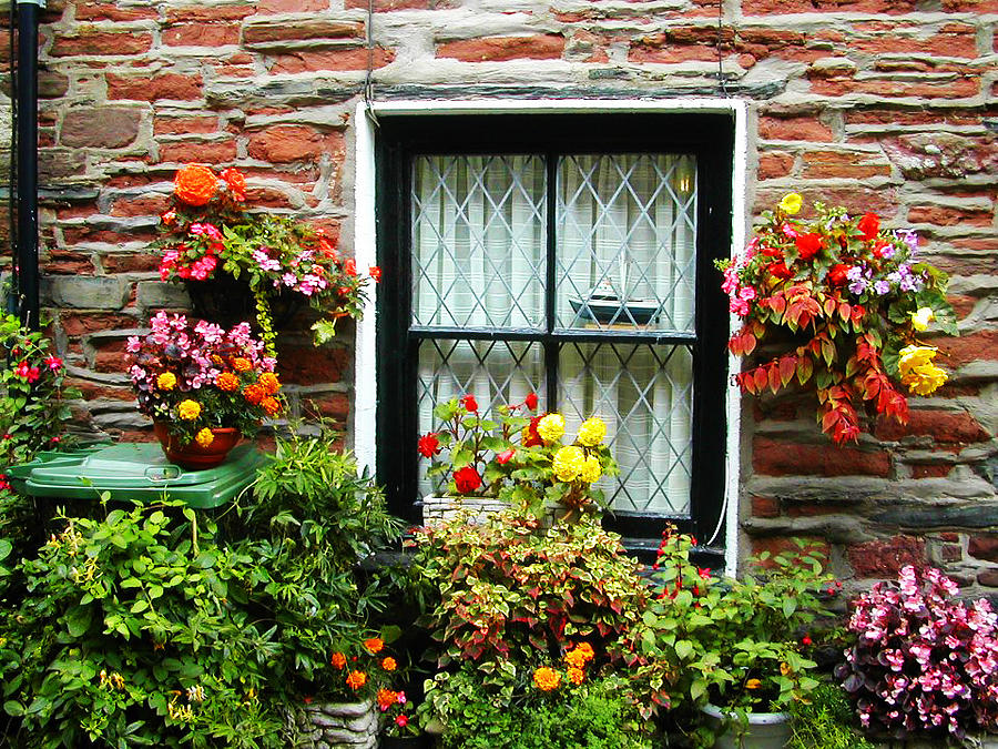 Flower Photograph - Window by Lenore Senior