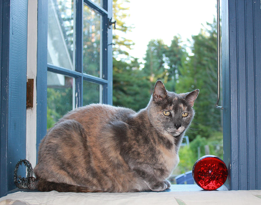 Pet Photograph - Window Sill Cat with Red Glass Ball by Ron McMath
