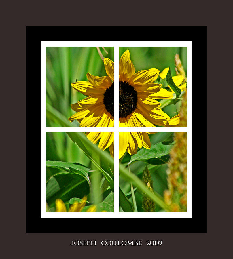Window Sun Flowers Digital Art by Joseph Coulombe