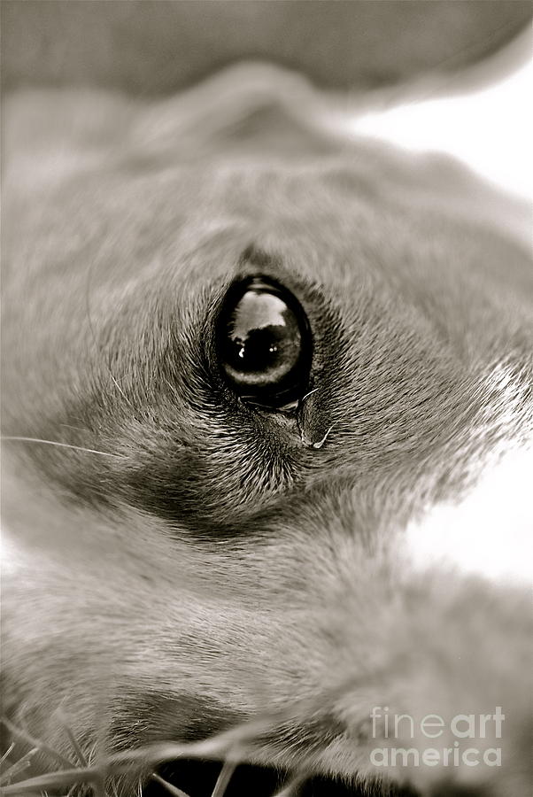 Window to the soul Photograph by AK Photography
