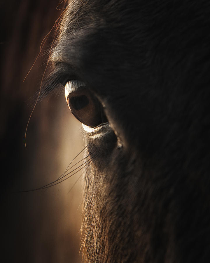 Horse Photograph - Window to the Soul II by Ron  McGinnis