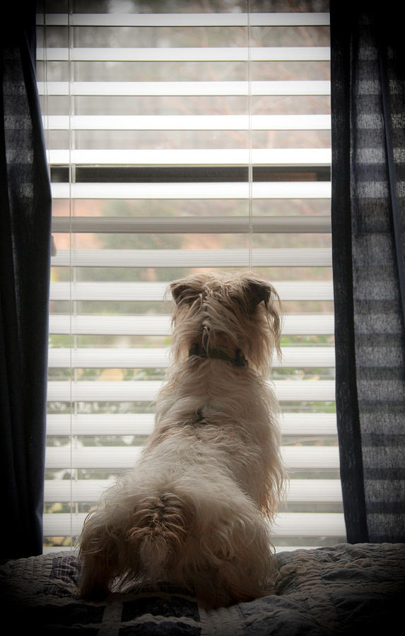 Dog Photograph - Window Watcher by Soccer Dog Design