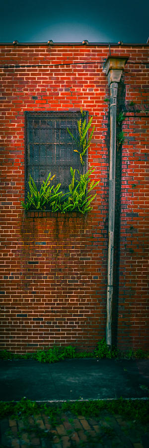 Tampa Photograph - Window Weeds by Ybor Photography