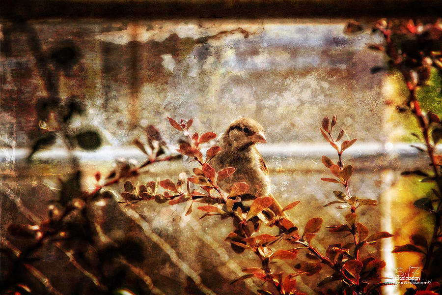 Window Wren Photograph by Dan Quam - Fine Art America