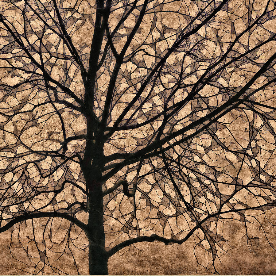 Fall Photograph - Windowpane Tree in Autumn by Carol Leigh
