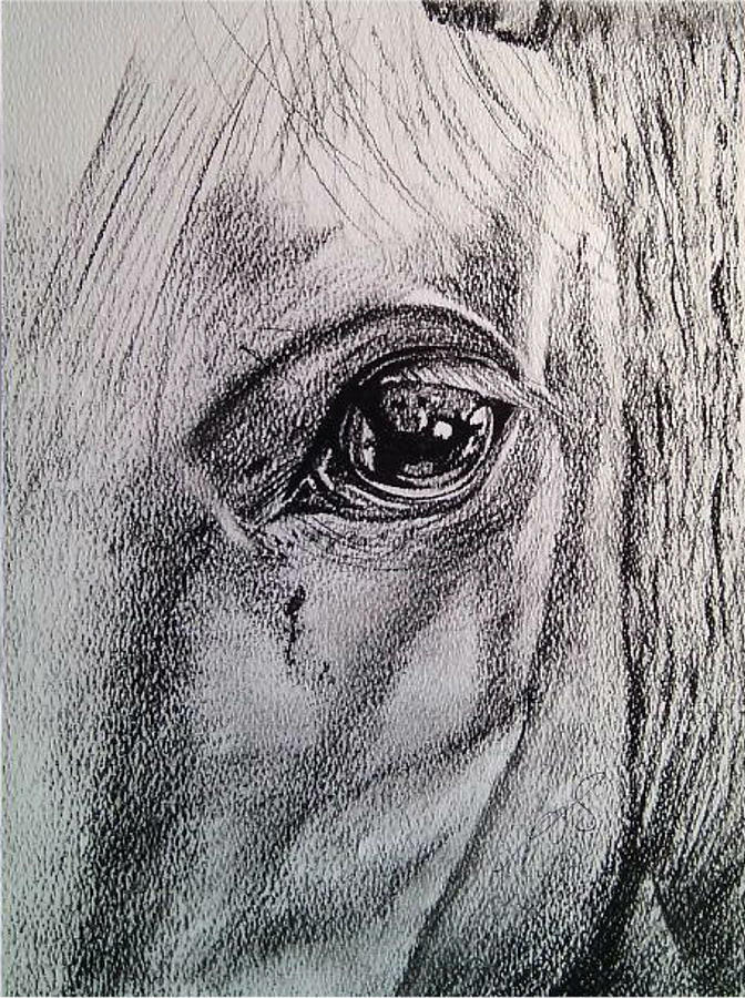 Horse Drawing - Windows I Horse. by Paula Steffensen