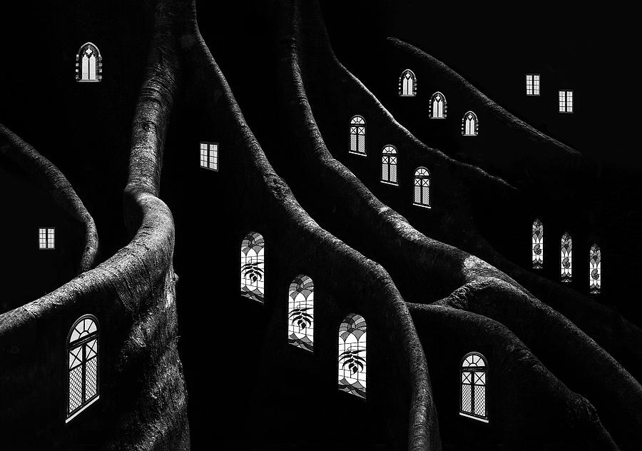 Black And White Photograph - Windows Of The Forest by Jacqueline Hammer