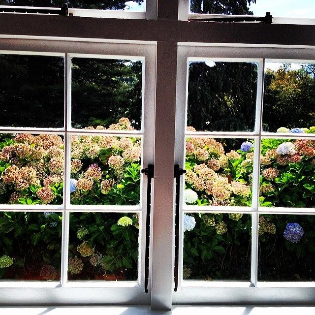 Flower Photograph - #windows To The New World #newzeland by Nate Greenberg