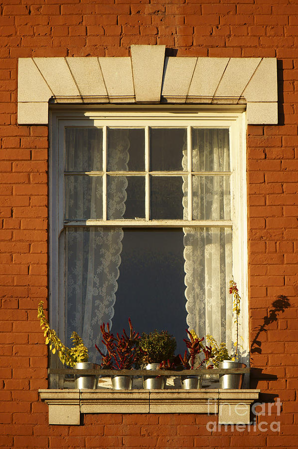 Windowsill Garden Photograph by John  Mitchell