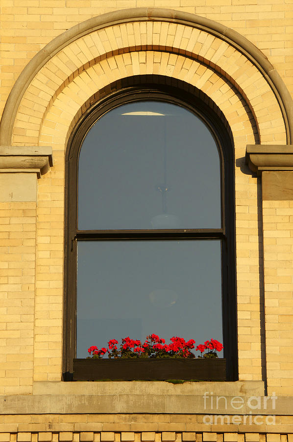 Windowsill Gerraniums Photograph by John  Mitchell
