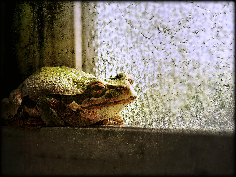 Windowsill Visitor Photograph by Micki Findlay